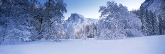 Oak trees and rock formations covered with snow Half Dome Yosemite National Park Mariposa County California USA Canvas Art - Panoramic Images (36 x 12)