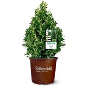 Southern Living Oakland Holly Live Shrub in 3-Gallon Grower Pot