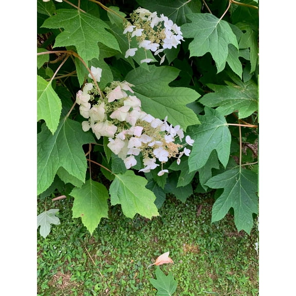 Oakleaf Hydrangea Seeds - 100 Count, Native Shrub, White Blooms, Zones 5-9