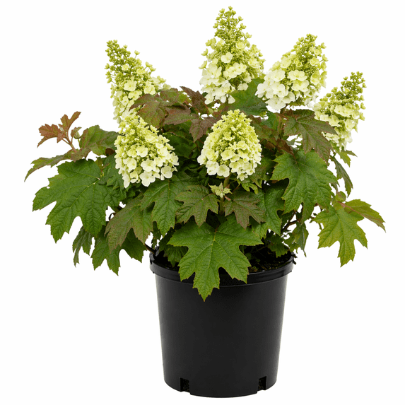 Oakleaf Hydrangea Plant (Native), Hardy Shrub with White Blooms - Liner