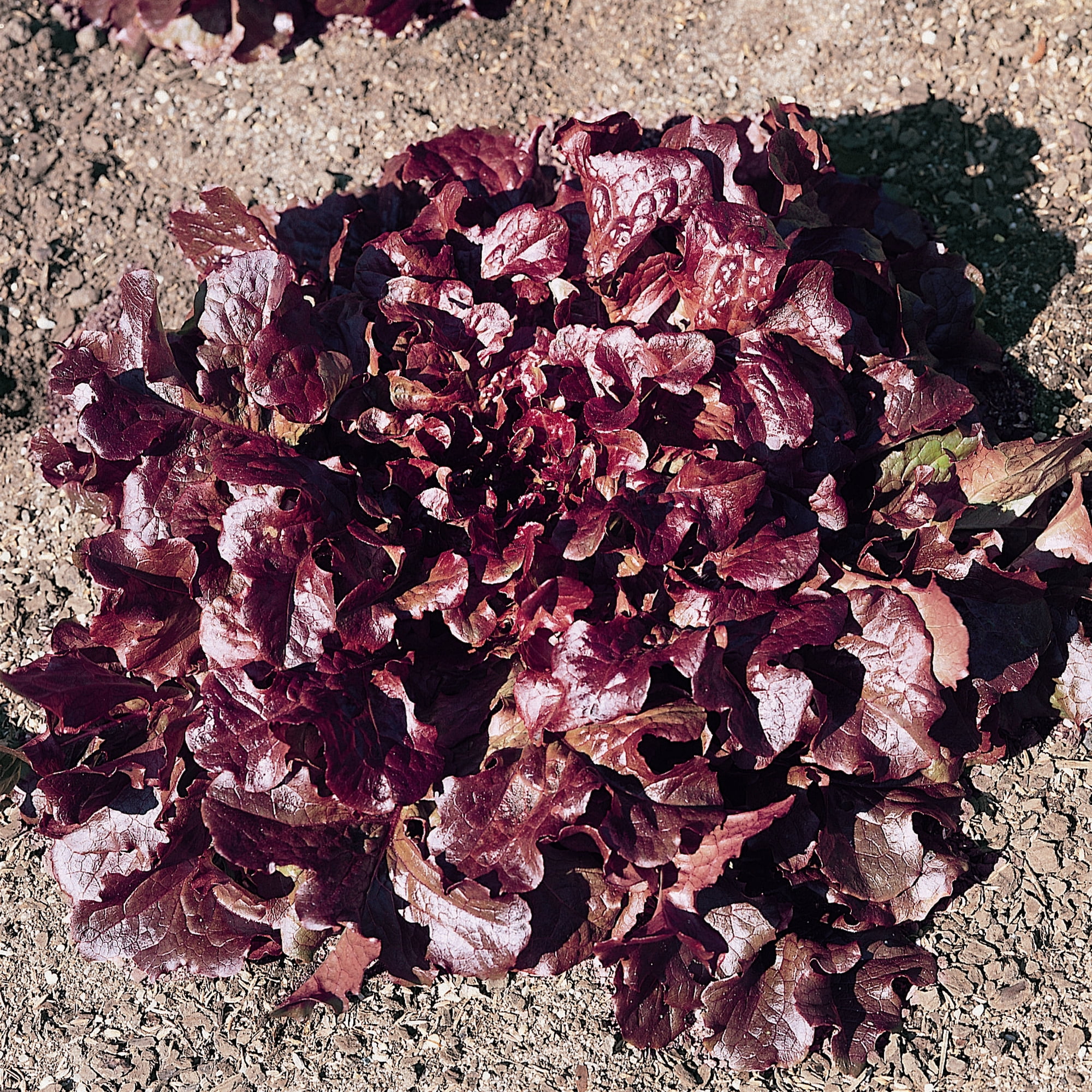 Oakleaf - Red Leaf Lettuce Seeds - 25 Lb Bulk ~10000000 Seeds - Non-GMO, Heirloom - Vegetable Garden - Lactuca sativa