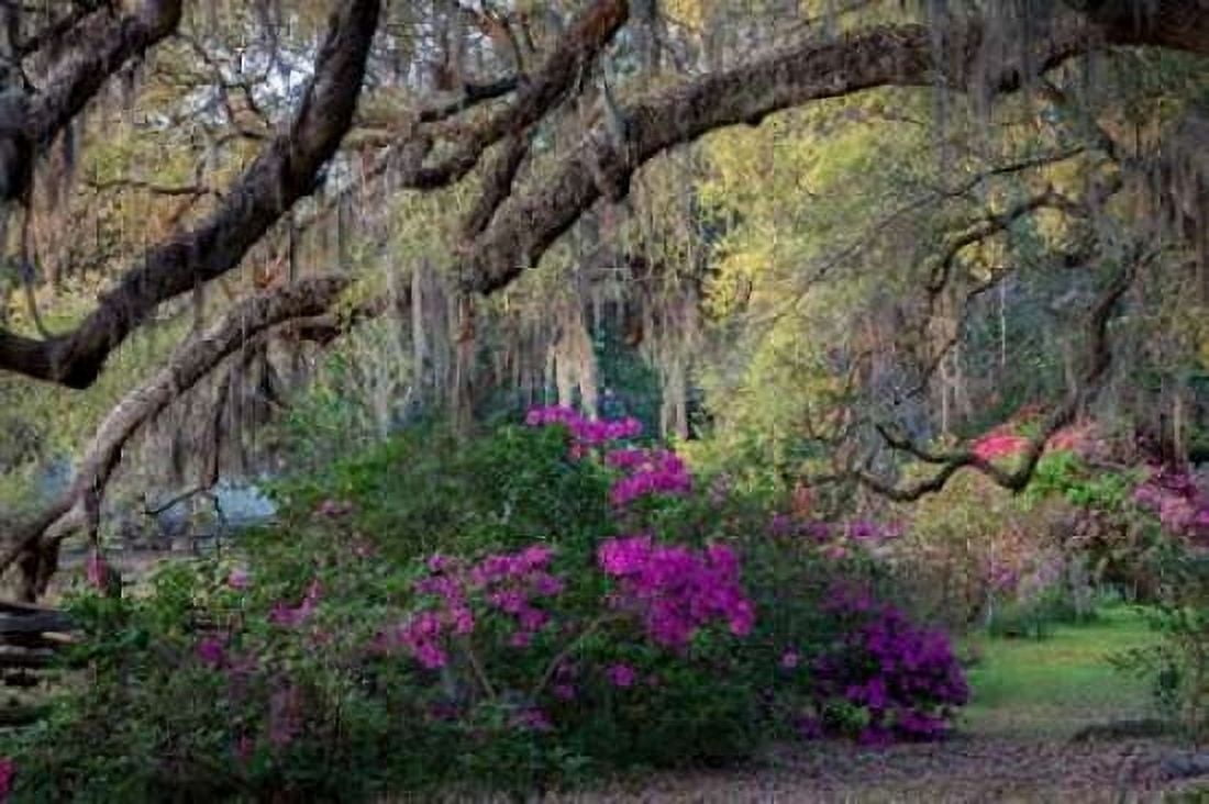Oaks and Azaleas Canvas Art - HJ Herrera (24 x 36)