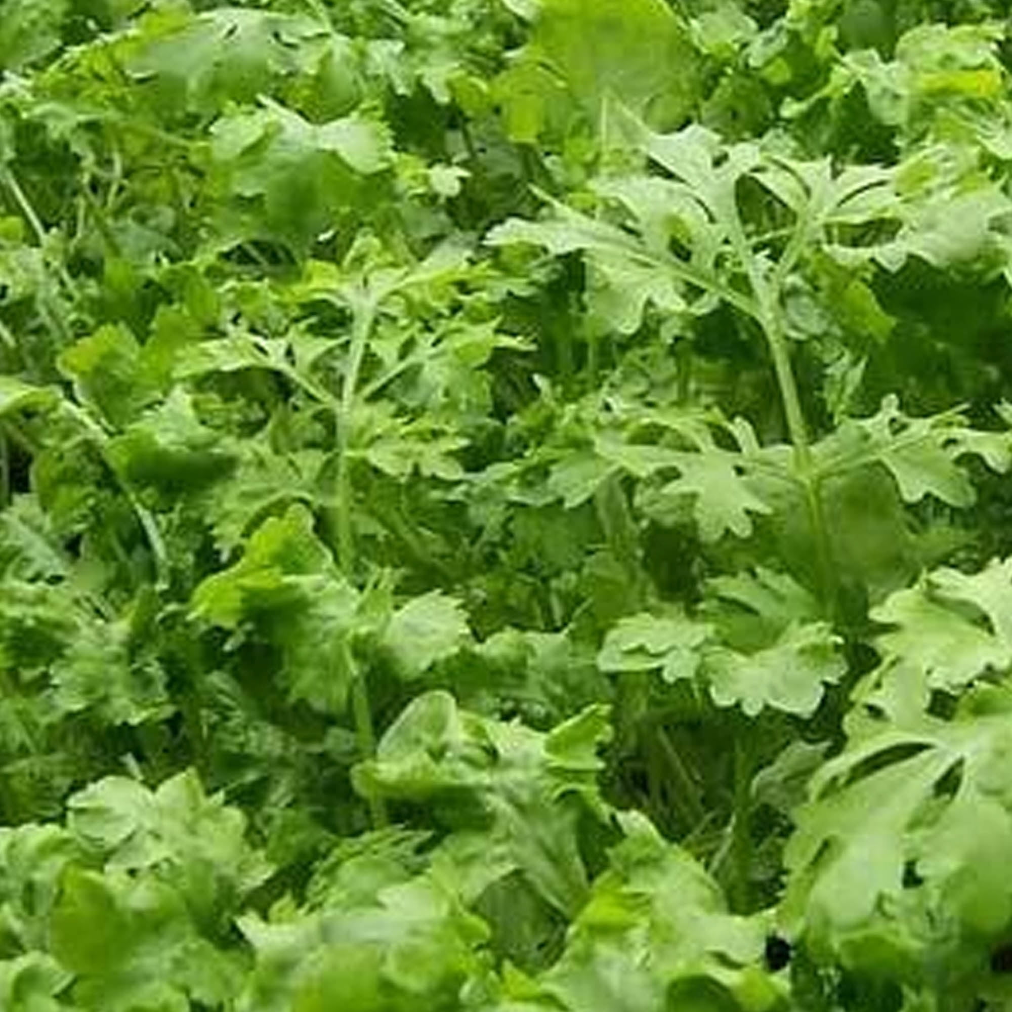 Oasis Chicory - 1/4 LB Bulk ~24,000 Seeds - Non-GMO, Heirloom, Open Pollinated - Farm & Garden Forage & Animal Feed Seeds