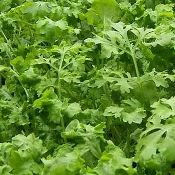 Oasis Chicory - 500 mg ~300 Seeds - Non-GMO, Heirloom, Open Pollinated - Farm & Garden Forage & Animal Feed Seeds