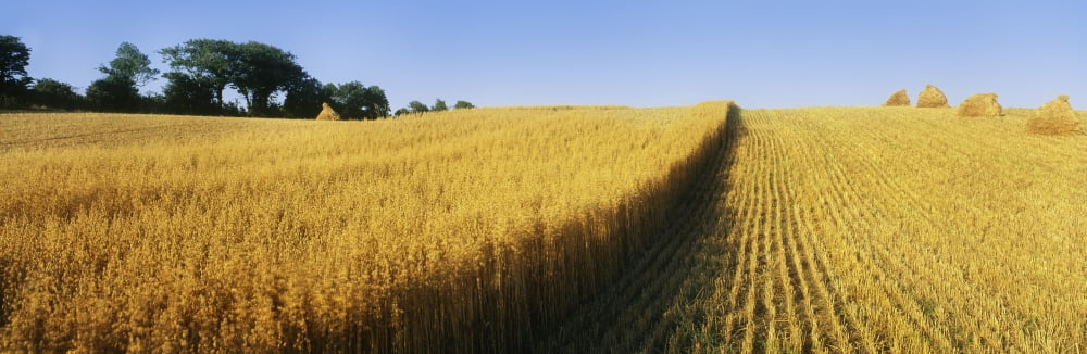 Oat Crops On A Landscape County Dawn Northern Ireland Canvas Art - The Irish Image Collection Design Pics (37 x 12)