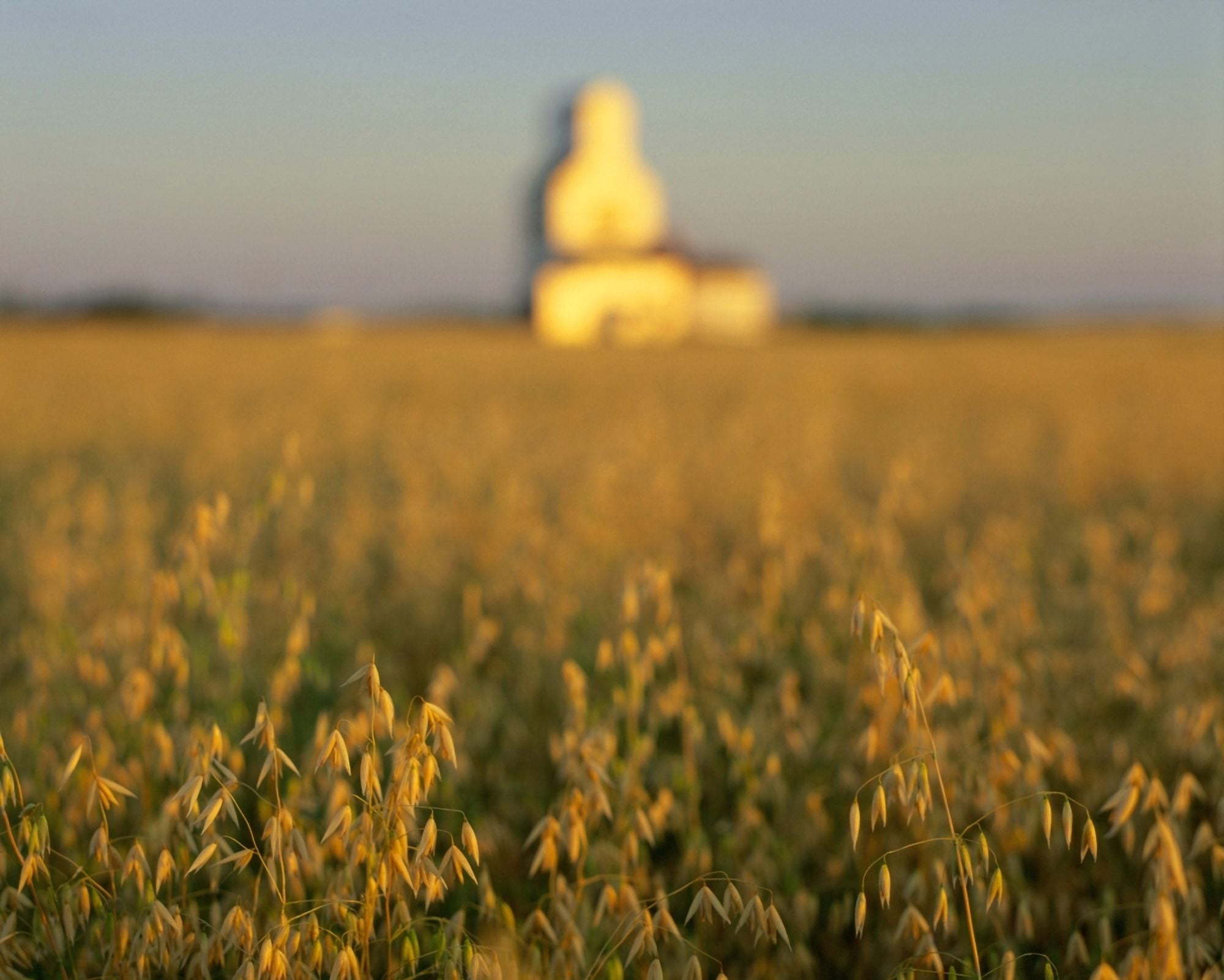 Oat Field And Silo At Sunrise Meacham Saskatchewan Canvas Art - Yves Marcoux Design Pics (17 x 14)
