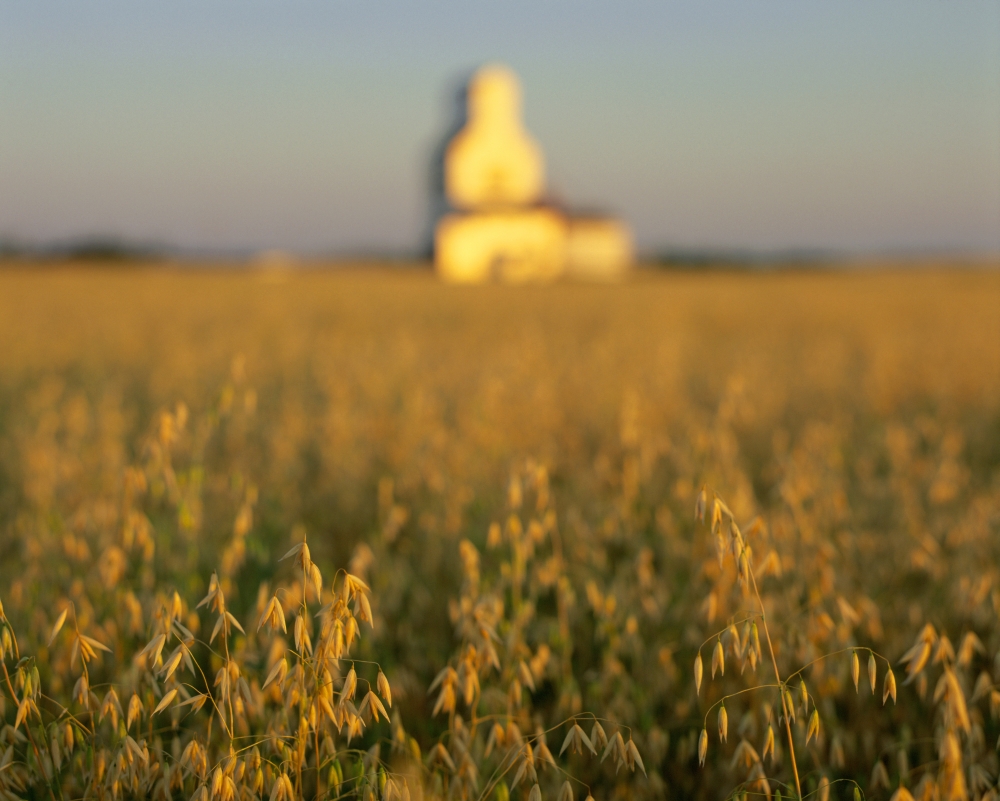 Oat Field And Silo At Sunrise Meacham Saskatchewan Canvas Art - Yves Marcoux Design Pics (34 x 28)