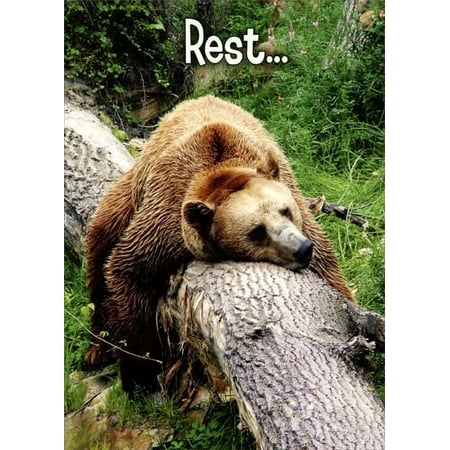 Oatmeal Studios Grizzly Sleeping on Tree Trunk Funny Get Well Card