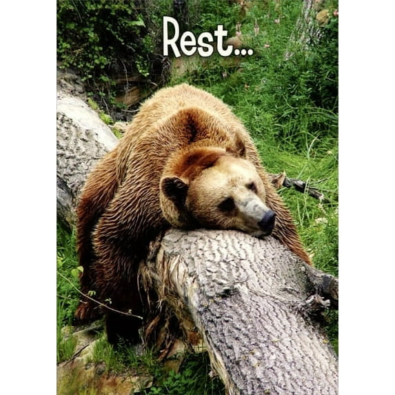 Oatmeal Studios Grizzly Sleeping on Tree Trunk Funny Get Well Card