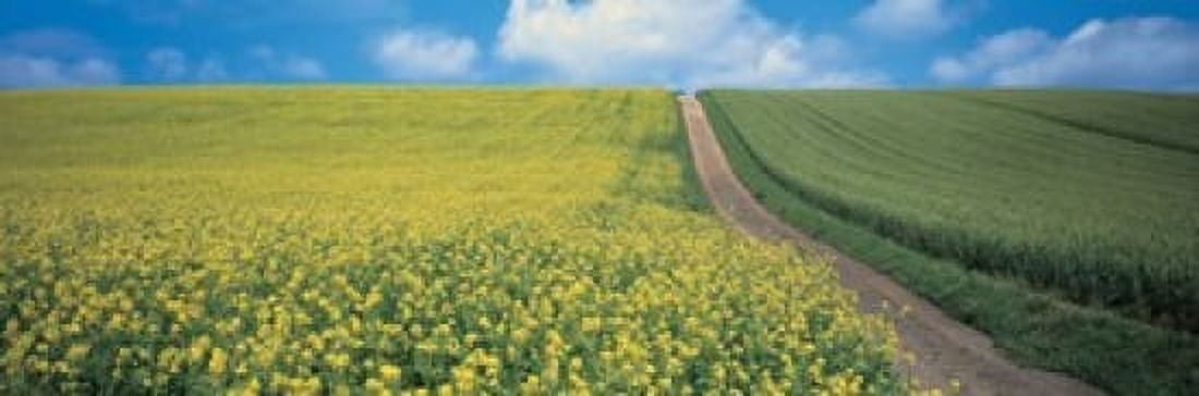 Oats & Rape Blossoms Biei-Cho Kamikawa Hokkaido Japan Canvas Art - Panoramic Images (18 x 6)