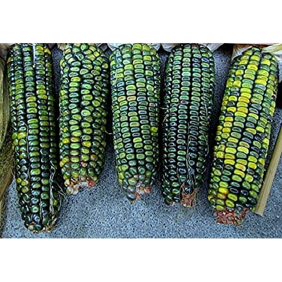 Oaxacan Green Indian Corn Seeds for Planting - 25+ Seeds - Stunning Green Kernel Corn - Grown in Iowa - A Must Have!