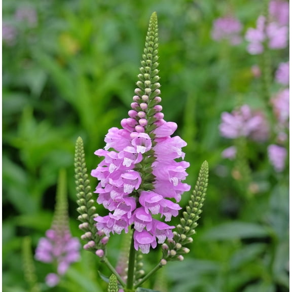Obedient Plant Physostegia virginiana Meadow Wildflowers Premium Seeds for Planting