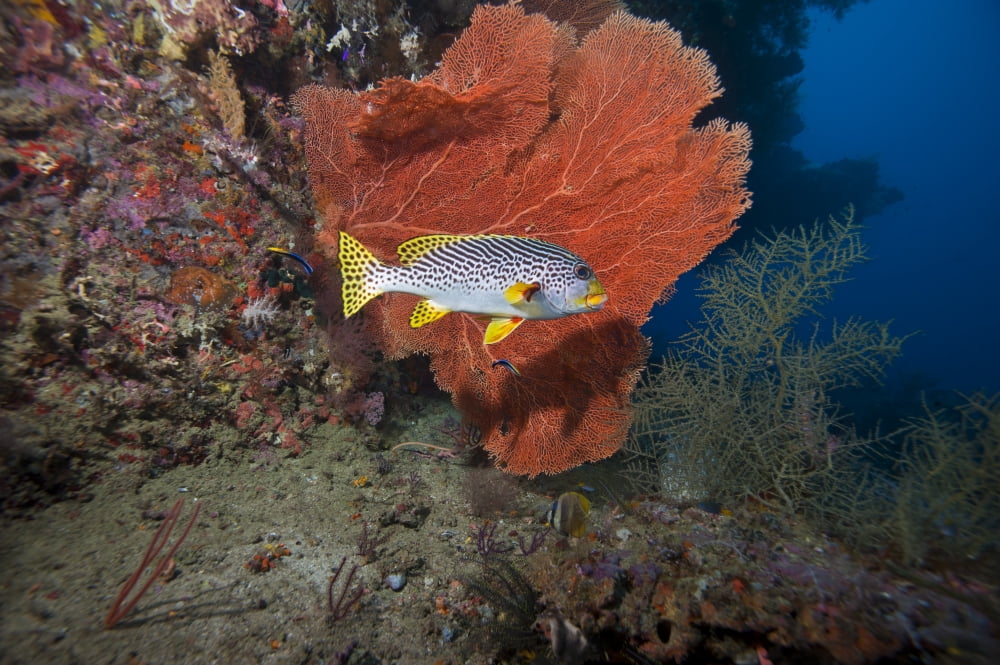 Oblique-banded sweetlip and sea fan Raja Ampat Indonesia Canvas Art - Beverly FactorStocktrek Images (18 x 12)
