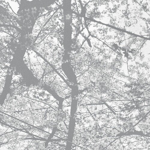 Black Rain - Obliteration Bliss - Music & Performance - CD