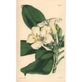 thumbnail image 1 of Obovate Leaved Fagraea, Fagraea Obovata Poster Print By ® Florilegius Mary Evans (18 X 24), 1 of 3