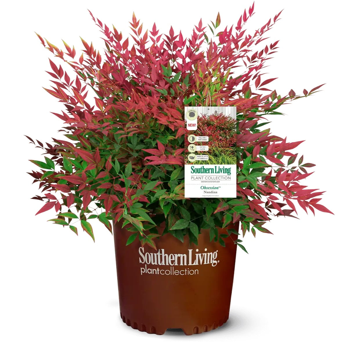 Southern Living Obsession Nandina Live Shrub in 1.5-Gallon Grower Pot