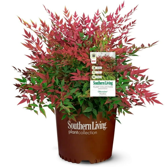 Southern Living Obsession Nandina Live Shrub in 1.5-Gallon Grower Pot