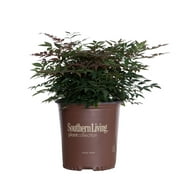Obsession Nandina (1.5 Gallon) Multicolor Evergreen Shrub with Brilliant Red New Foliage - Live Outdoor Plant