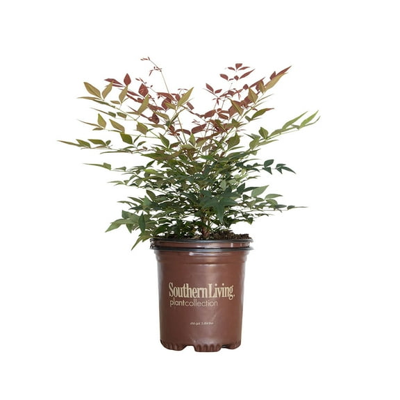 Southern Living Obsession Nandina Live Shrub in 2.5-Quart Grower Pot