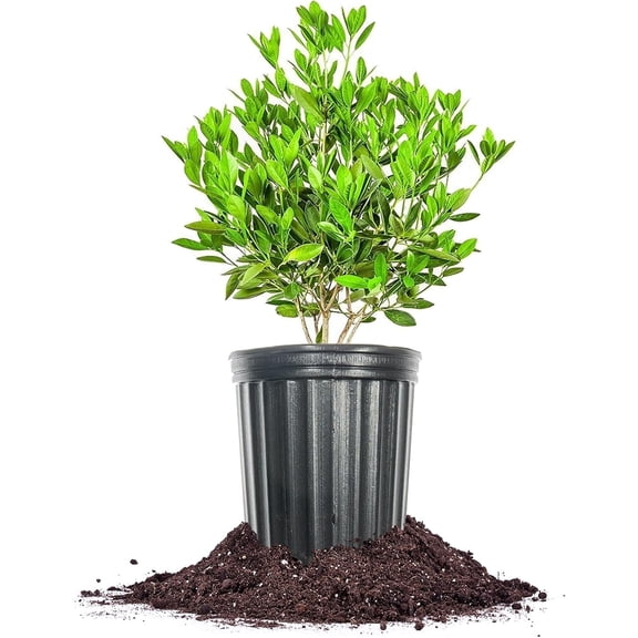Ocala Anise in 1 Gal. Grower's Pot - Evergreen Privacy Hedge - Licorice Scented Foliage