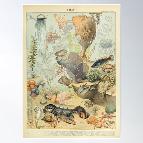 Ocean B - Adolphe Millot Poster Wall Art, Modern Wall Decor For Living Room Bedroom, 12x18 UNFRAMED