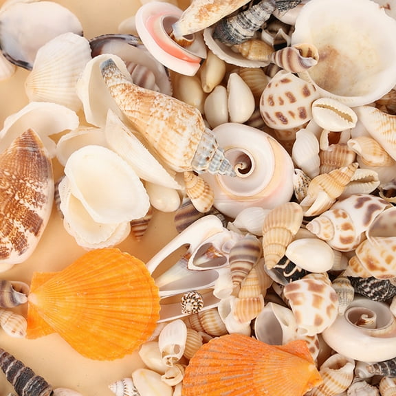 Ocean Beach Spiral Seashells, Natural Craft Seashell Charms Small Conch Shells for Home Party Wedding Decor Candle Making Fish Tank Vase Filler (50g/0.11lb)
