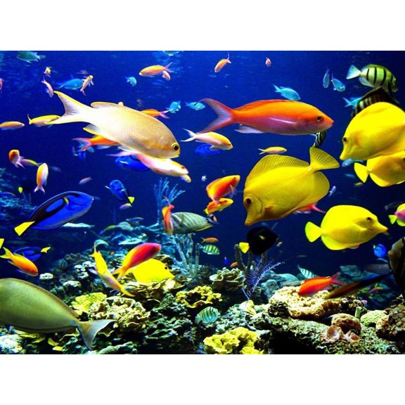 Ocean Fish Swimming Edible Icing Image for 1/4 sheet cake