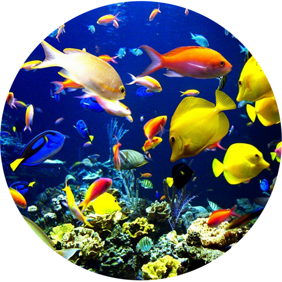 Ocean Fish Swimming Edible Icing Image for 8 inch round cake