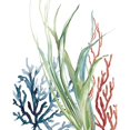 thumbnail image 1 of Ocean Garden II Poster Print by Carol Robinson, 1 of 1