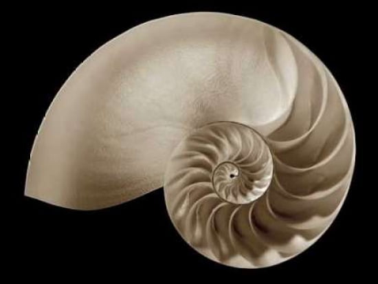 Ocean Keepsake II Canvas Art - Charles Britt (18 x 24)