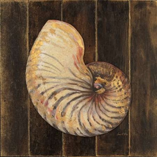 Ocean Nautilus Canvas Art - Arnie Fisk (24 x 24)