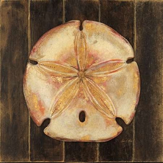 Ocean Sand Dollar Canvas Art - Arnie Fisk (24 x 24)