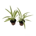 thumbnail image 2 of 10 Bare Root Spider Plants – Super Easy Houseplant, Cleans The Air, Pet Friendly, Great For Indoors 2 of 5