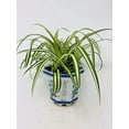 thumbnail image 1 of Ocean Spider Plant 4.5" Porcelain Elegance Pot, 1 of 1