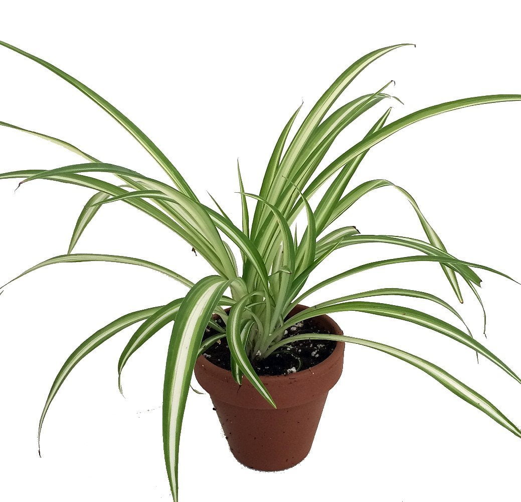 Spider Plants in Indoor Plants - Walmart.com