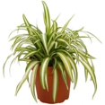 Ocean Spider Plant 4inch Pot Air Purifying Plants