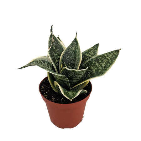 Ocean Star Birdsnest Snake Plant -Sanseveria-3.75" Pot