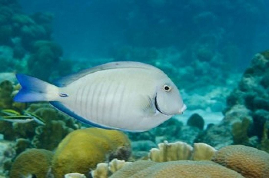 Ocean Surgeonfish Bonaire Netherlands Antilles Canvas Art - Pete Oxford DanitaDelimont (18 x 12)