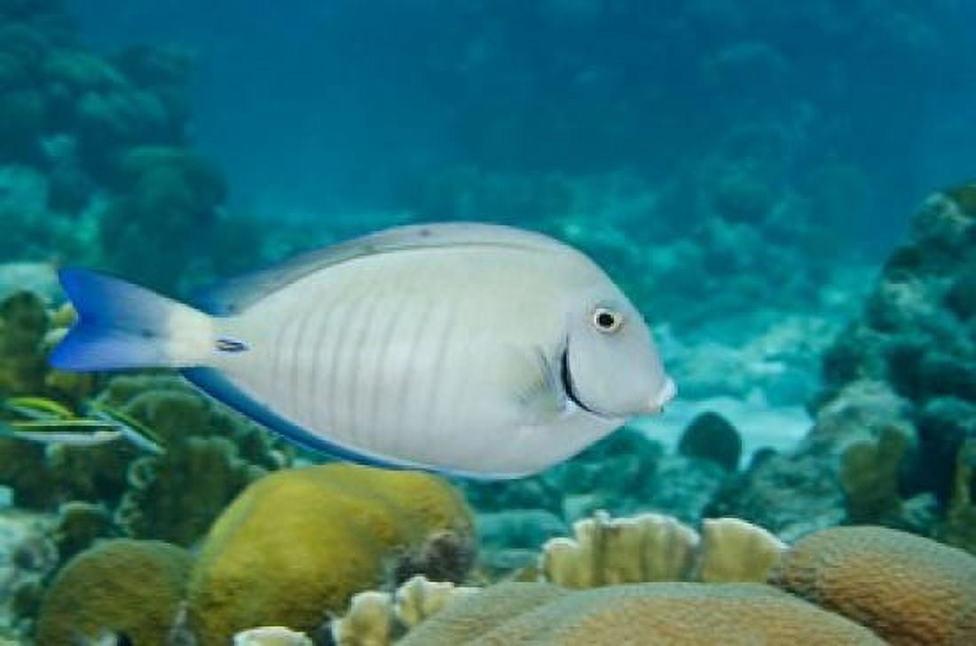 Ocean Surgeonfish Bonaire Netherlands Antilles Canvas Art - Pete Oxford DanitaDelimont (36 x 24)