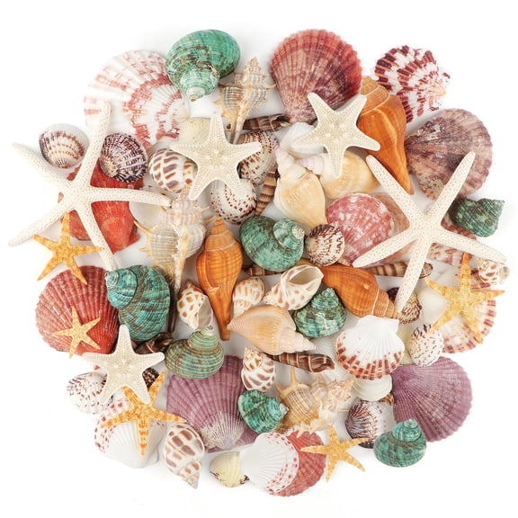 Ocean Theme Seashells Assorted, 70+PCS Mixed Beach Shells Starfish 1.2"-3.5" for DIY Crafts Vase Fillers Wedding Decor, Multicolor