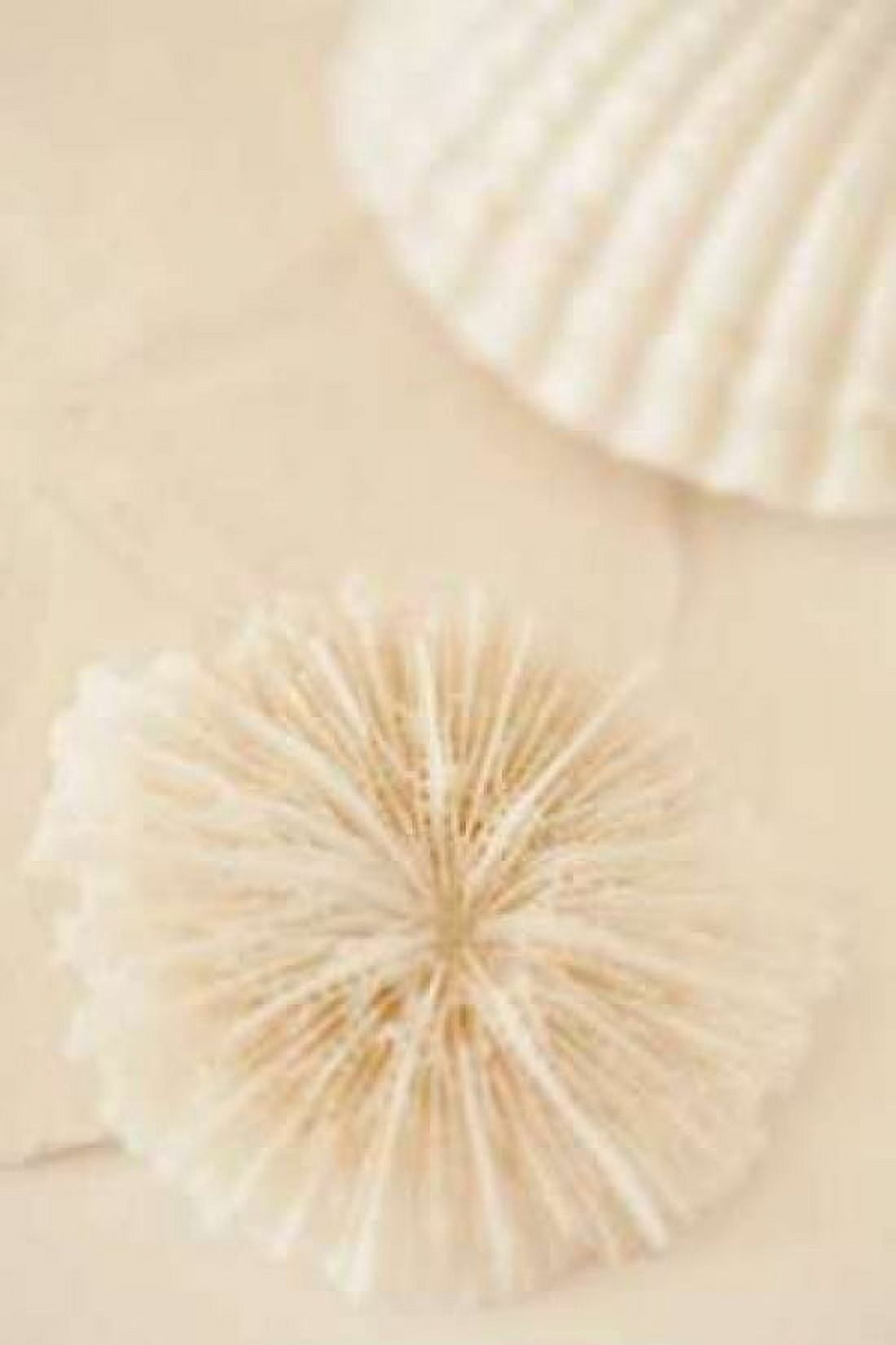 Ocean Treasures I Canvas Art - Karyn Millet (24 x 36)