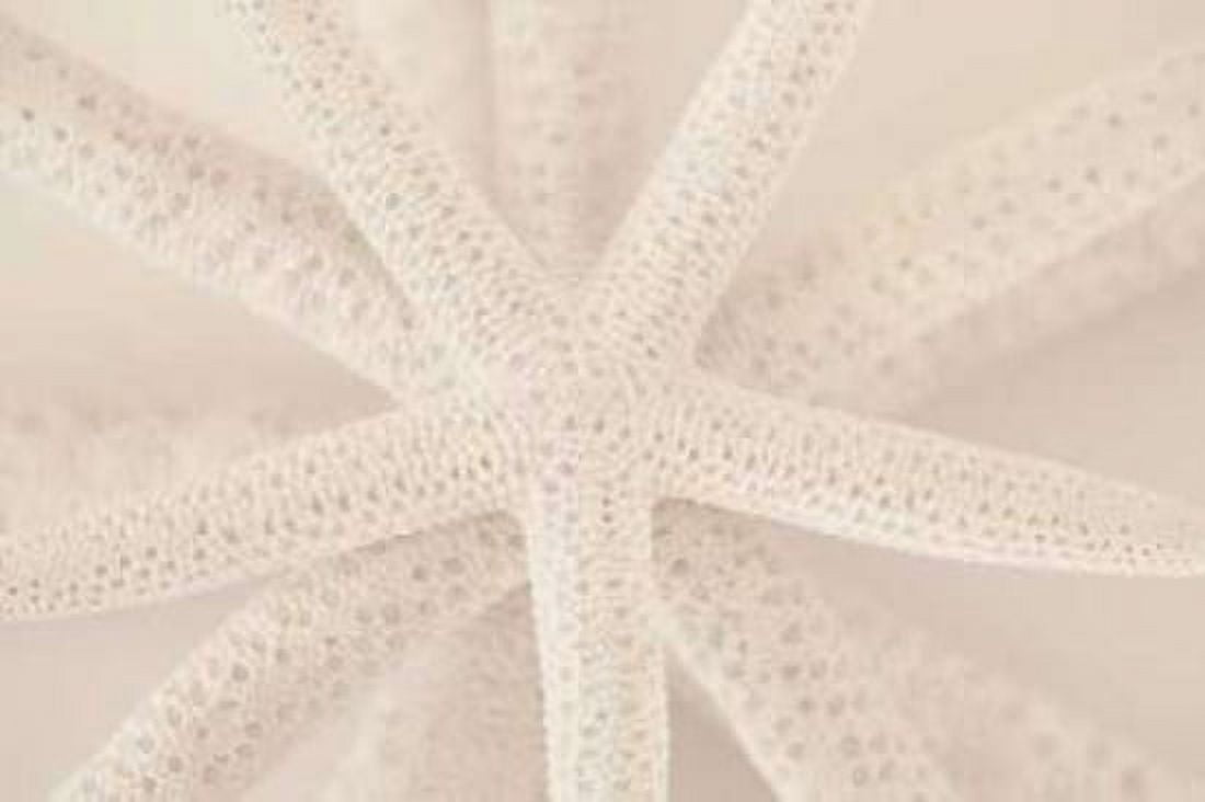 Ocean Treasures VII Canvas Art - Karyn Millet (24 x 36)