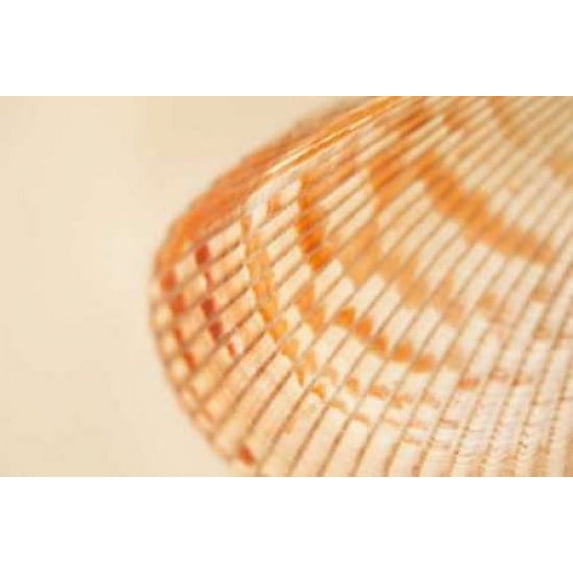 Ocean Treasures XII Poster Print by Karyn Millet (12 x 18)