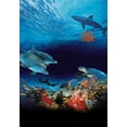 thumbnail image 1 of Ocean Wonderland Poster Whales Dolphins 16in x 24in Poster Square Adults Western Graphic, 1 of 2