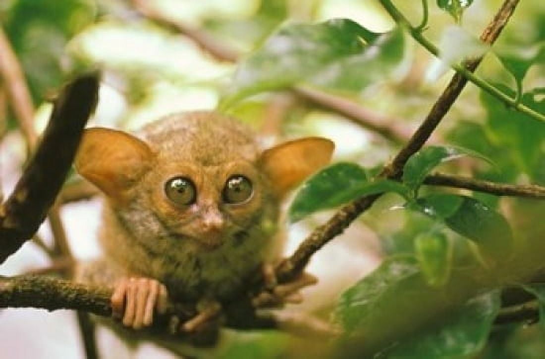 Oceania Indonesia Sulawesi Tarsier Primate Canvas Art - Michele Westmorland DanitaDelimont (36 x 24)