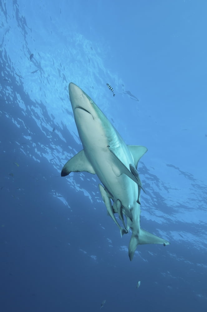 Oceanic blacktip shark with remora and pilot fish Aliwal Shoal South Africa Canvas Art - Mathieu MeurStocktrek Images (12 x 17)