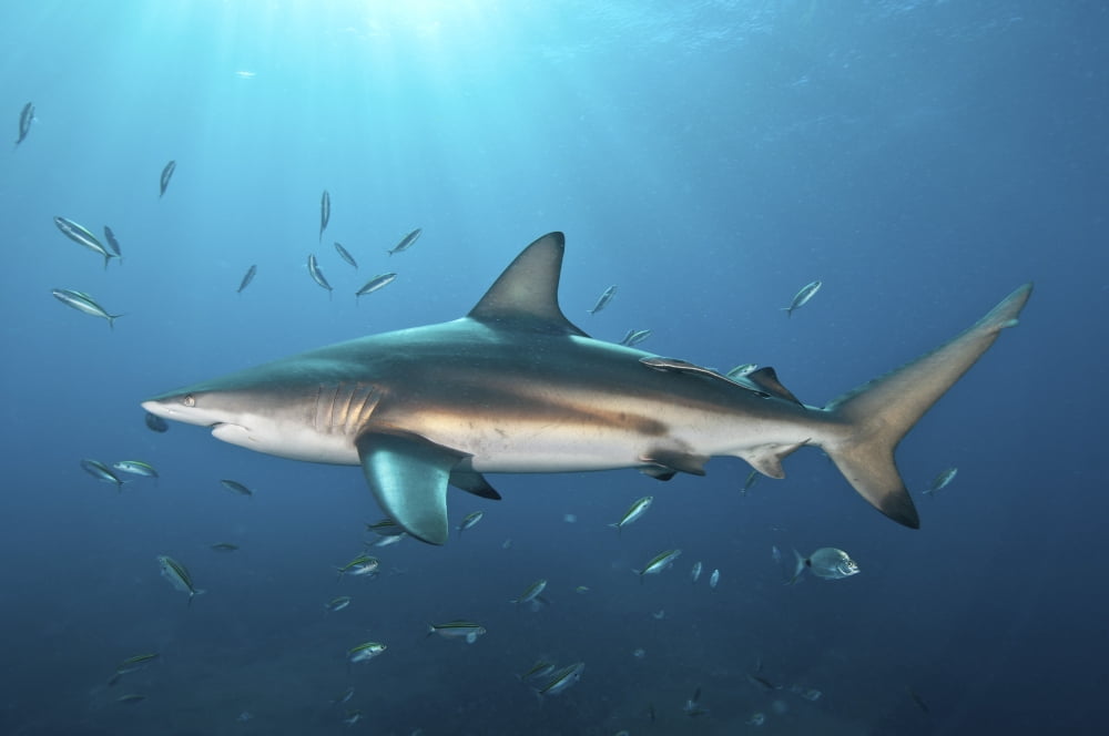 Oceanic blacktip shark with remora in the waters of Aliwal Shoal South Africa Canvas Art - Mathieu MeurStocktrek Images (17 x 12)