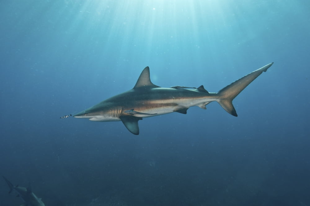 Oceanic blacktip shark with remora in the waters of Aliwal Shoal South Africa Canvas Art - Mathieu MeurStocktrek Images (17 x 12)