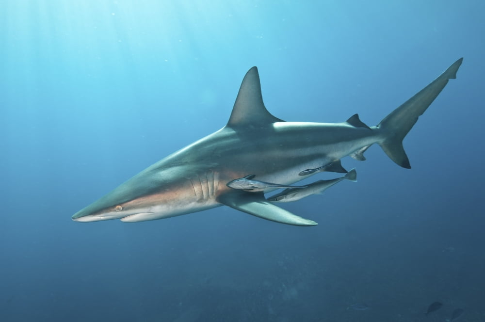 Oceanic blacktip shark with remora in the waters of Aliwal Shoal South Africa Canvas Art - Mathieu MeurStocktrek Images (17 x 12)