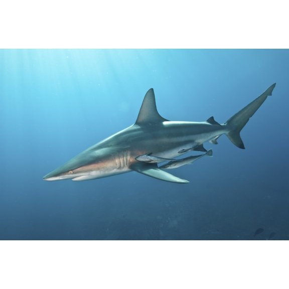 Oceanic blacktip shark with remora in the waters of Aliwal Shoal South Africa Canvas Art - Mathieu MeurStocktrek Images (17 x 12)